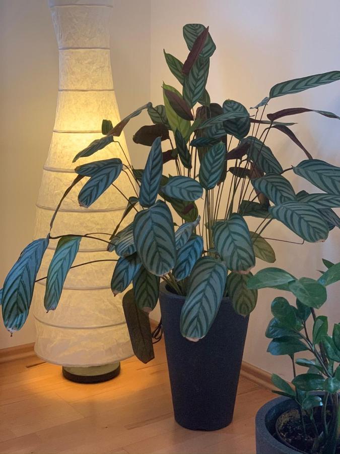 האמלן Ferienwohnung Janus Altstadt-Hameln Haus 2 Inklusive Parkplatz - Mit Und Ohne Terrasse Oder Loggia מראה חיצוני תמונה